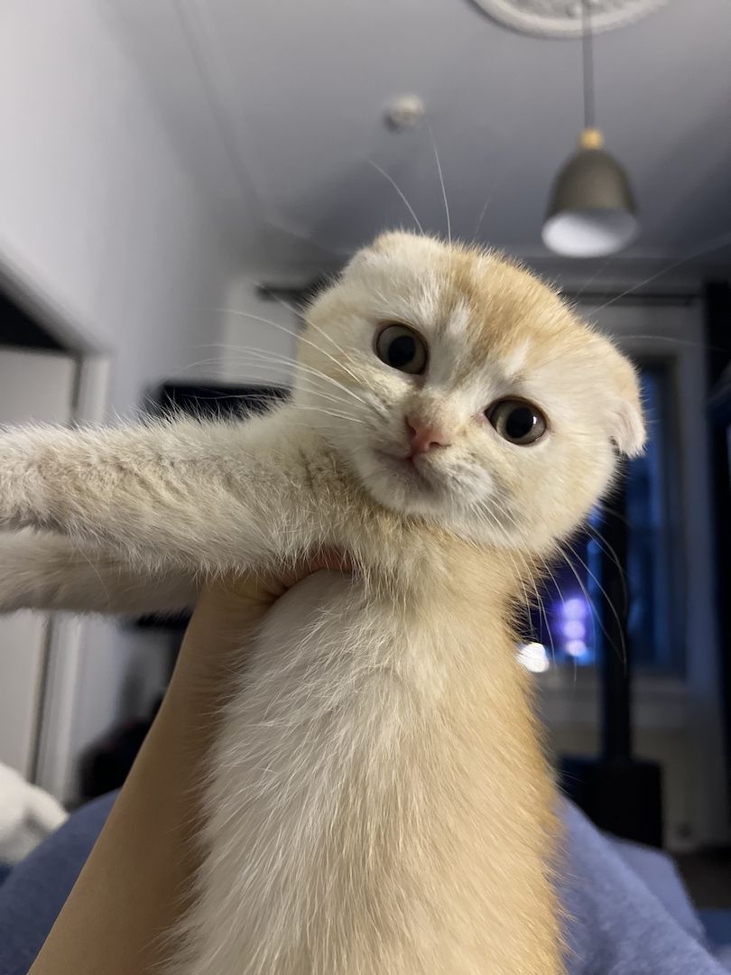 Wir suchen ein liebevolles neues Zuhause für unser 12 Wochen altes Katerchen.