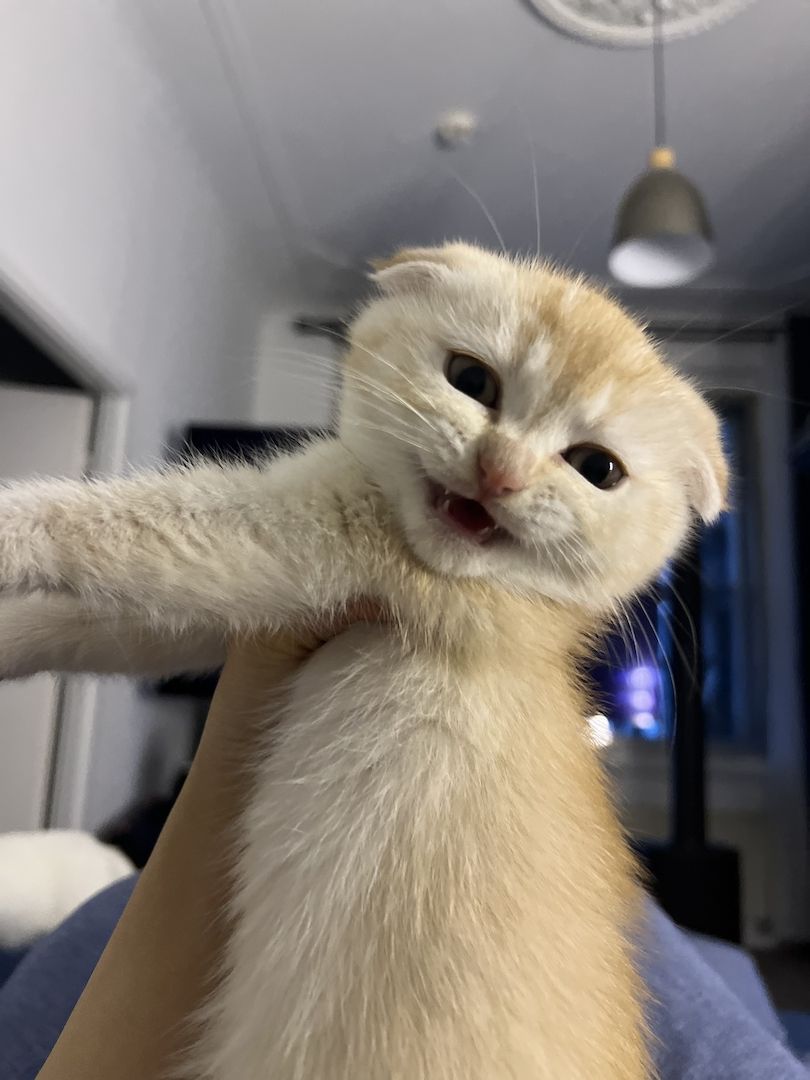 Wir suchen ein liebevolles neues Zuhause für unser 12 Wochen altes Katerchen.