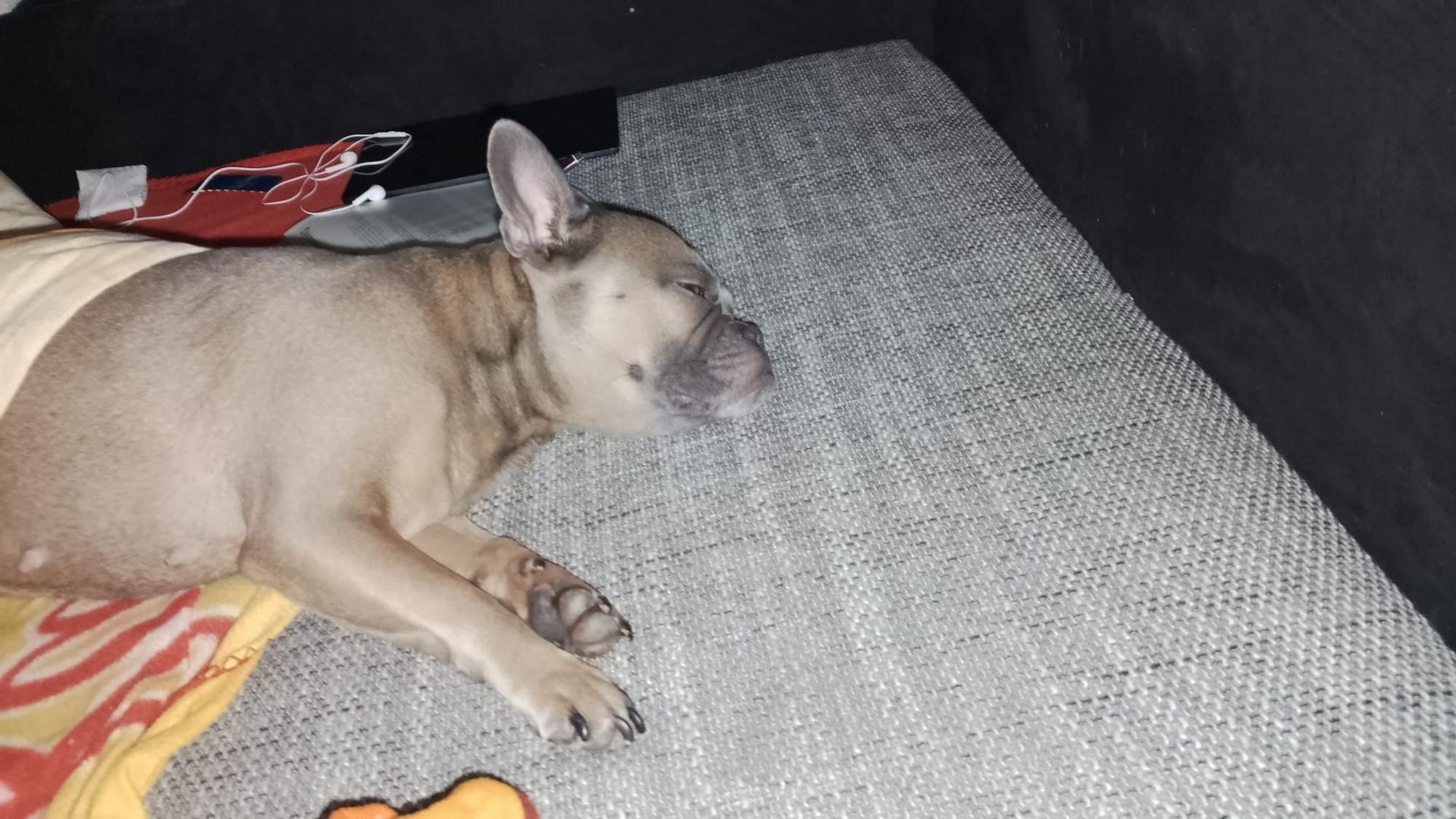 Französische Bulldogge