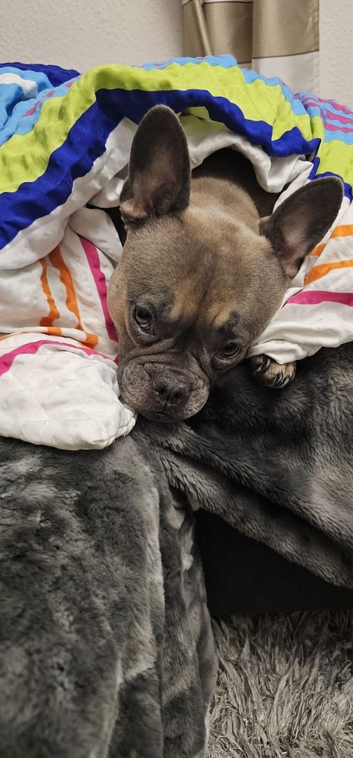 Französische Bulldogge