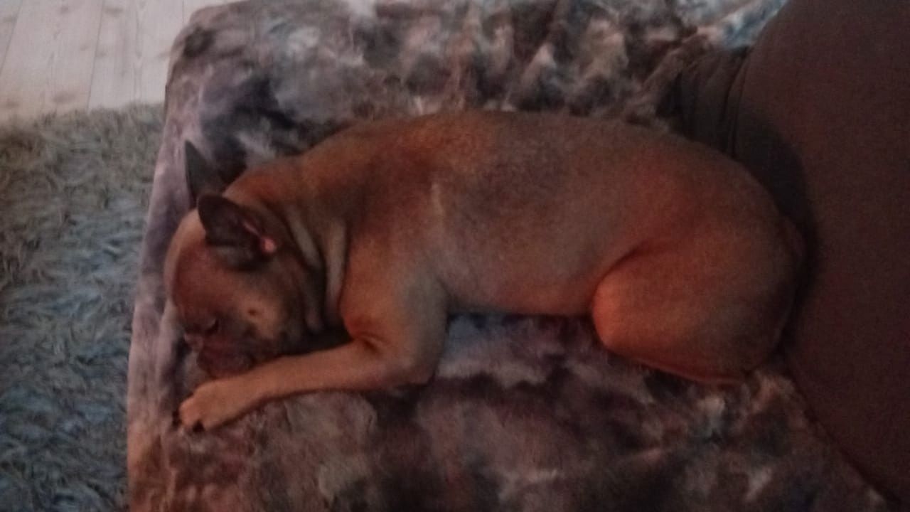 Französische Bulldogge