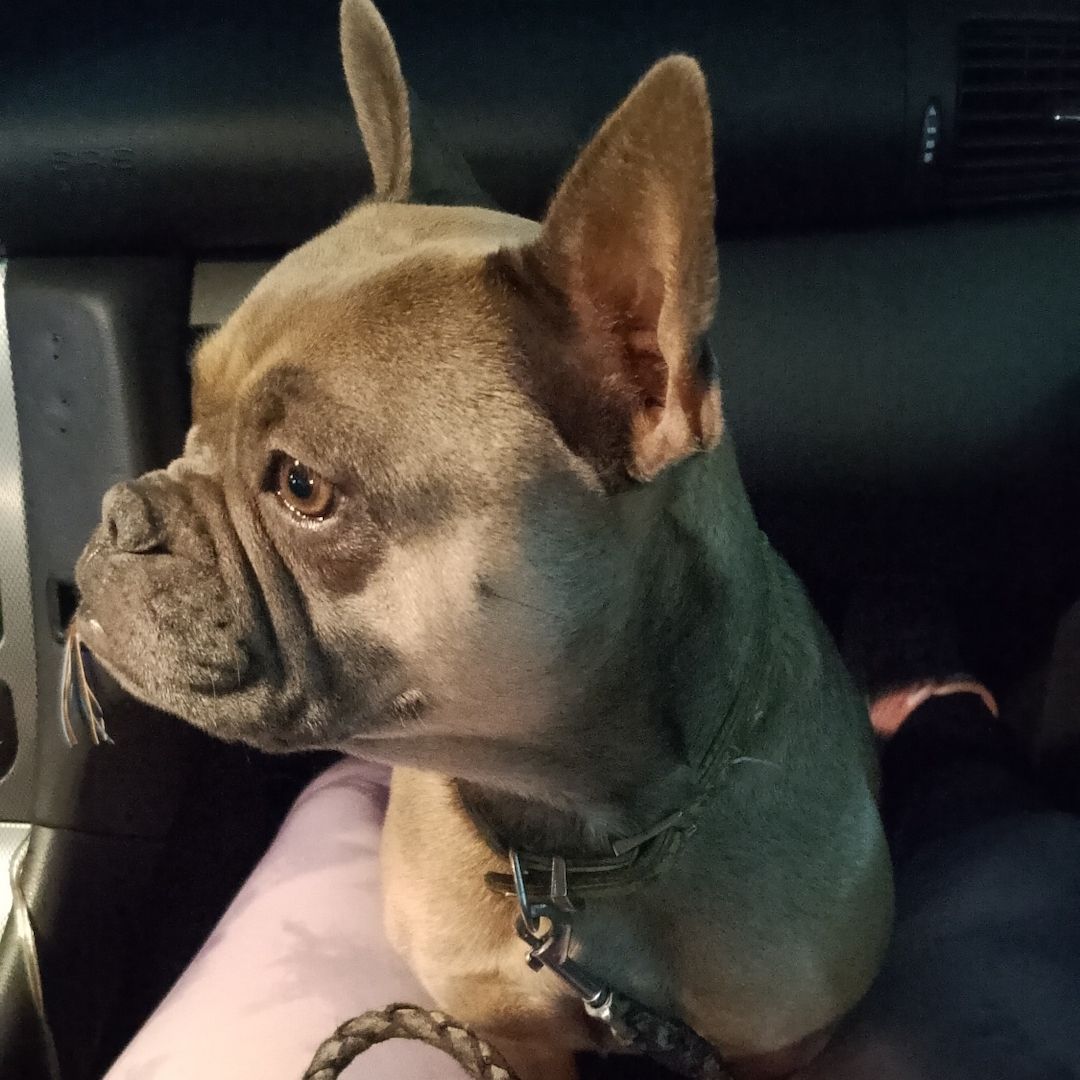 Französische Bulldogge