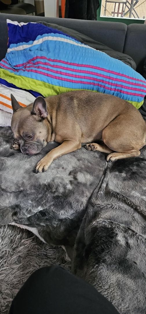 Französische Bulldogge