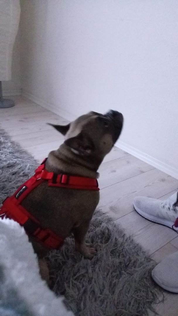 Französische Bulldogge