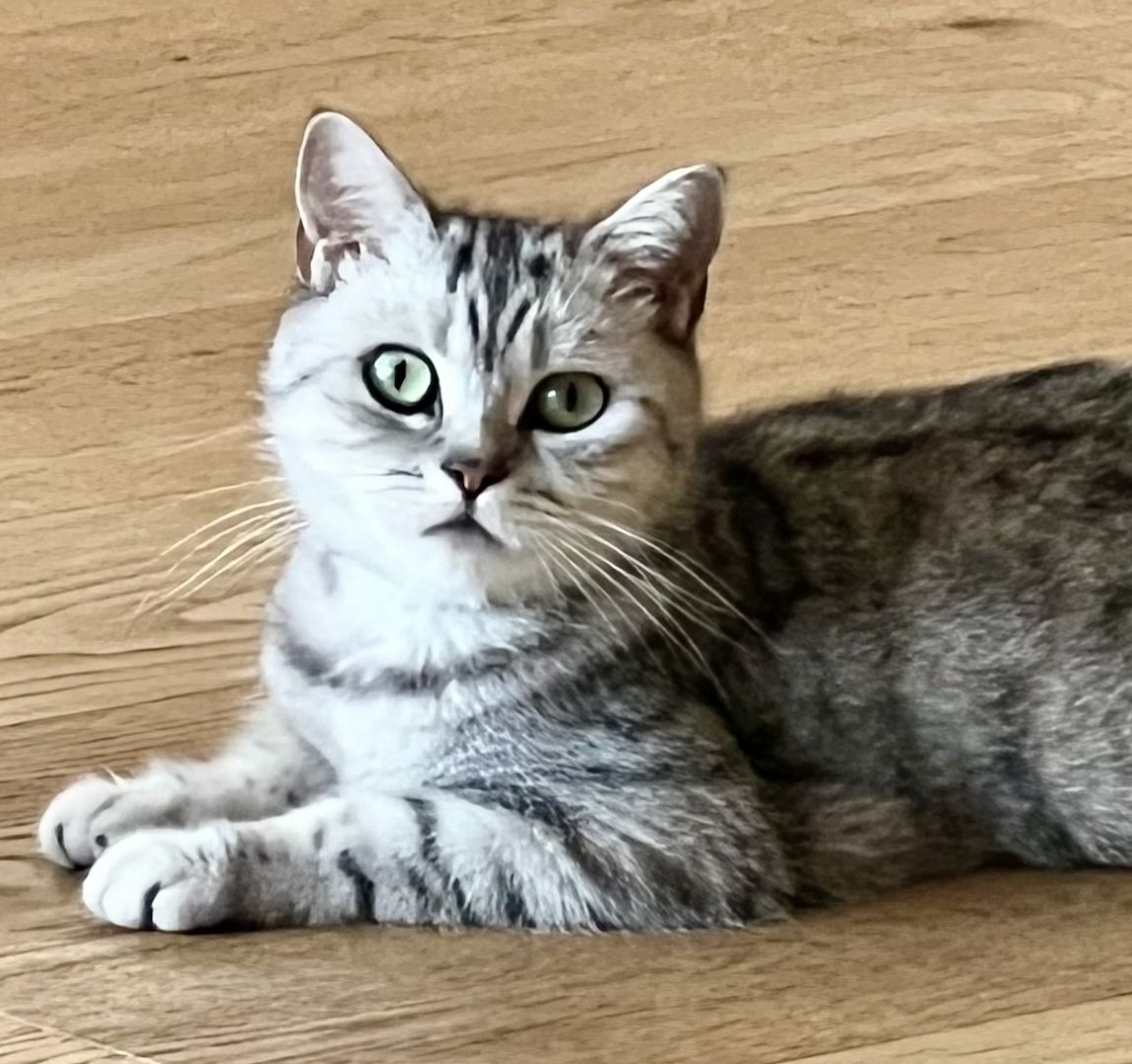 BKH Kitten reinrassig geimpft entwurmt und zuckersüß abzugeben