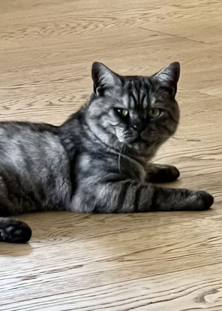 BKH Kitten reinrassig geimpft entwurmt und zuckersüß abzugeben