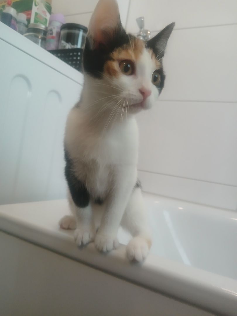 2 katzenbabys suchen noch ein. Zuhause