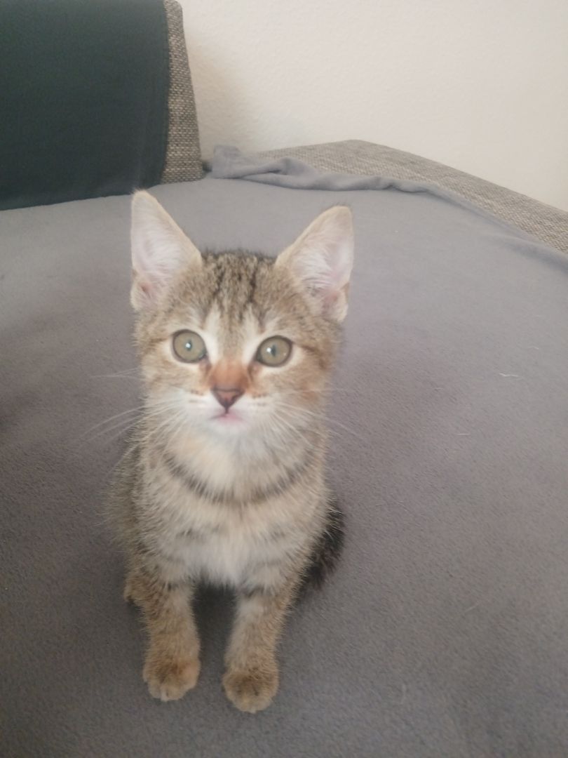 2 katzenbabys suchen noch ein. Zuhause