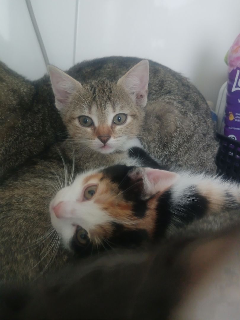 2 katzenbabys suchen noch ein. Zuhause