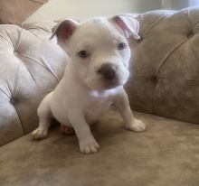 America bully pocket keine 40cm stabil America bully pocket keine 40cm stabil