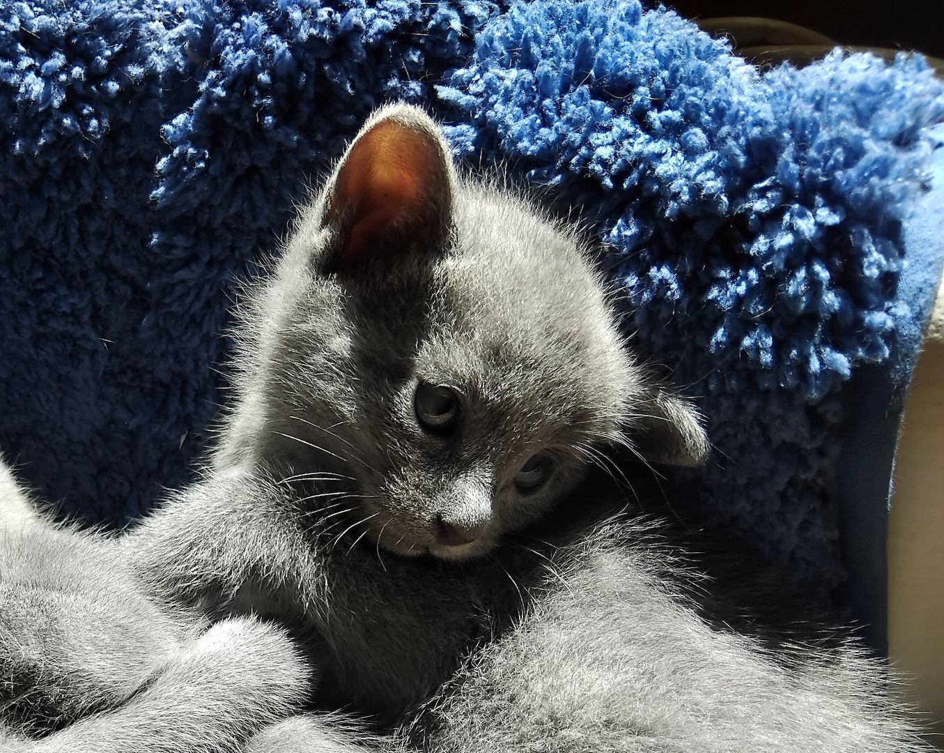 Reinrassige Russisch Blau