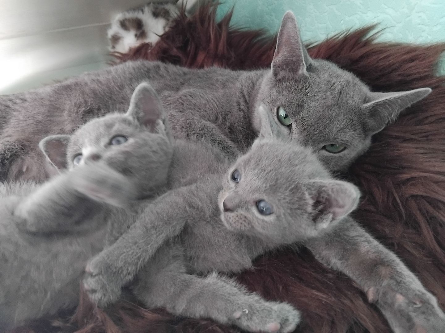 Reinrassige Russisch Blau