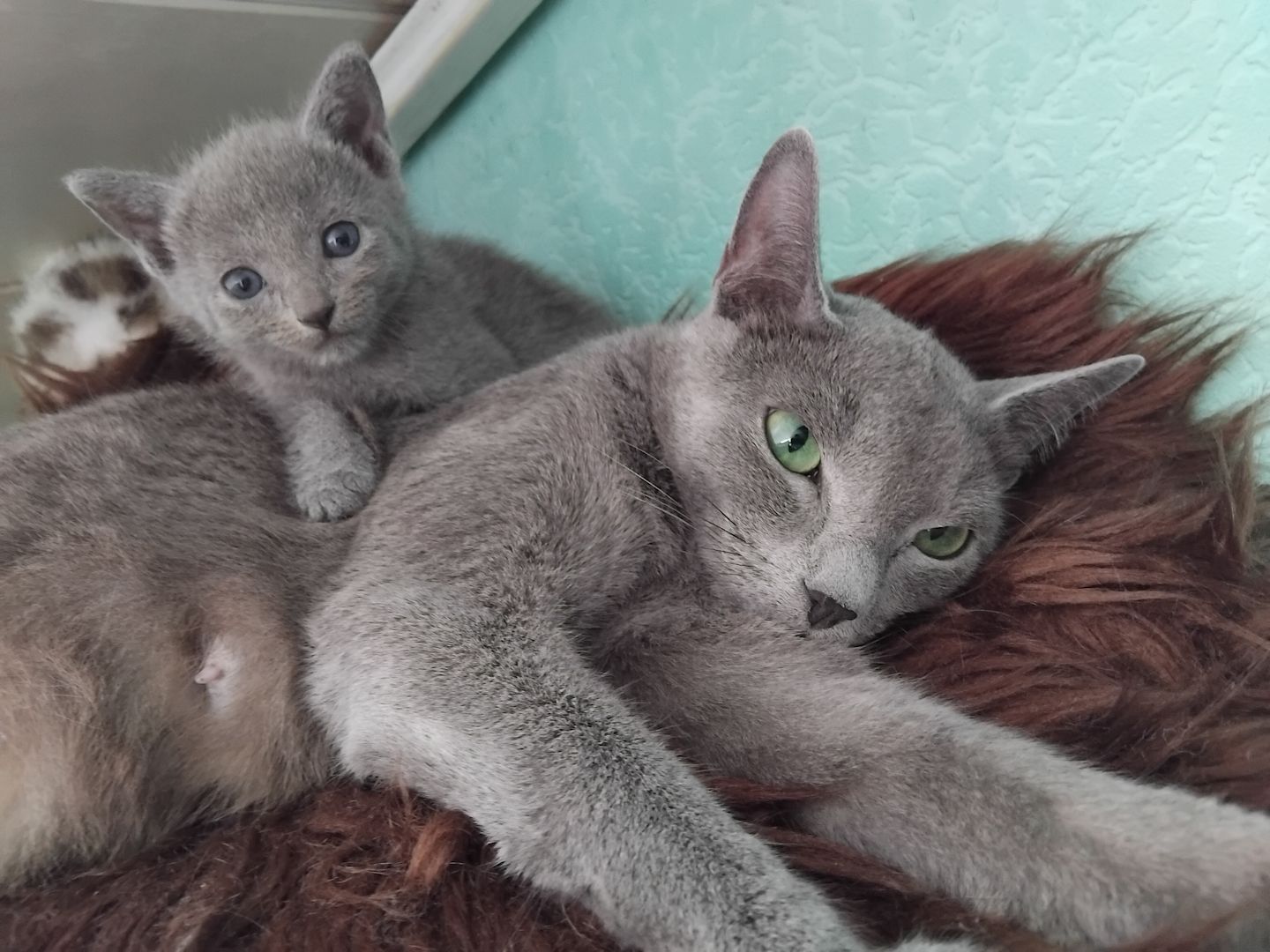 Reinrassige Russisch Blau