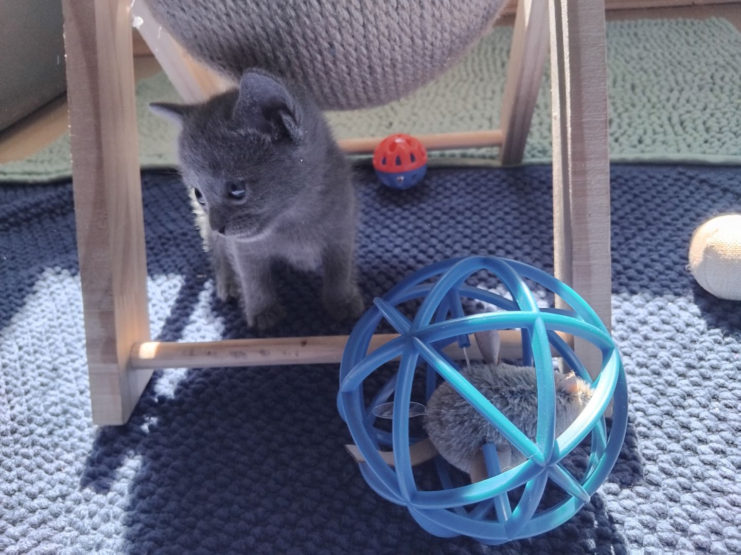 Reinrassige Russisch Blau