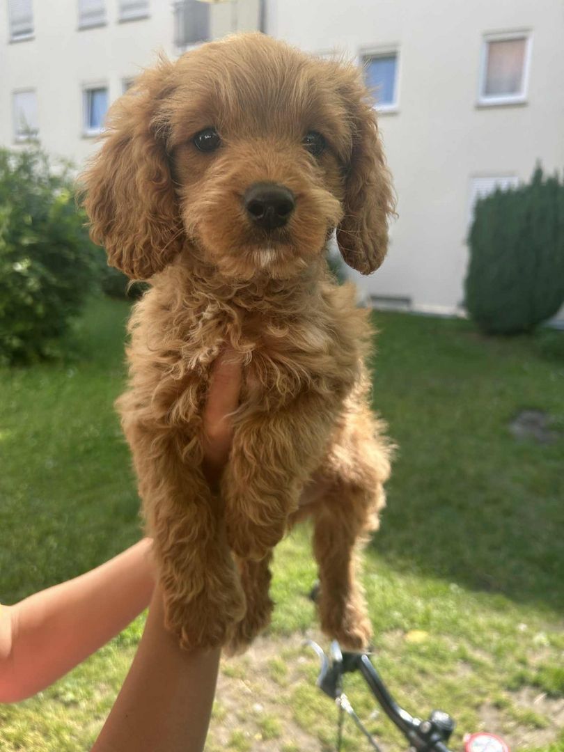Pudel Cavapoo Welpen ,Kleinpudel,Mittlepudel