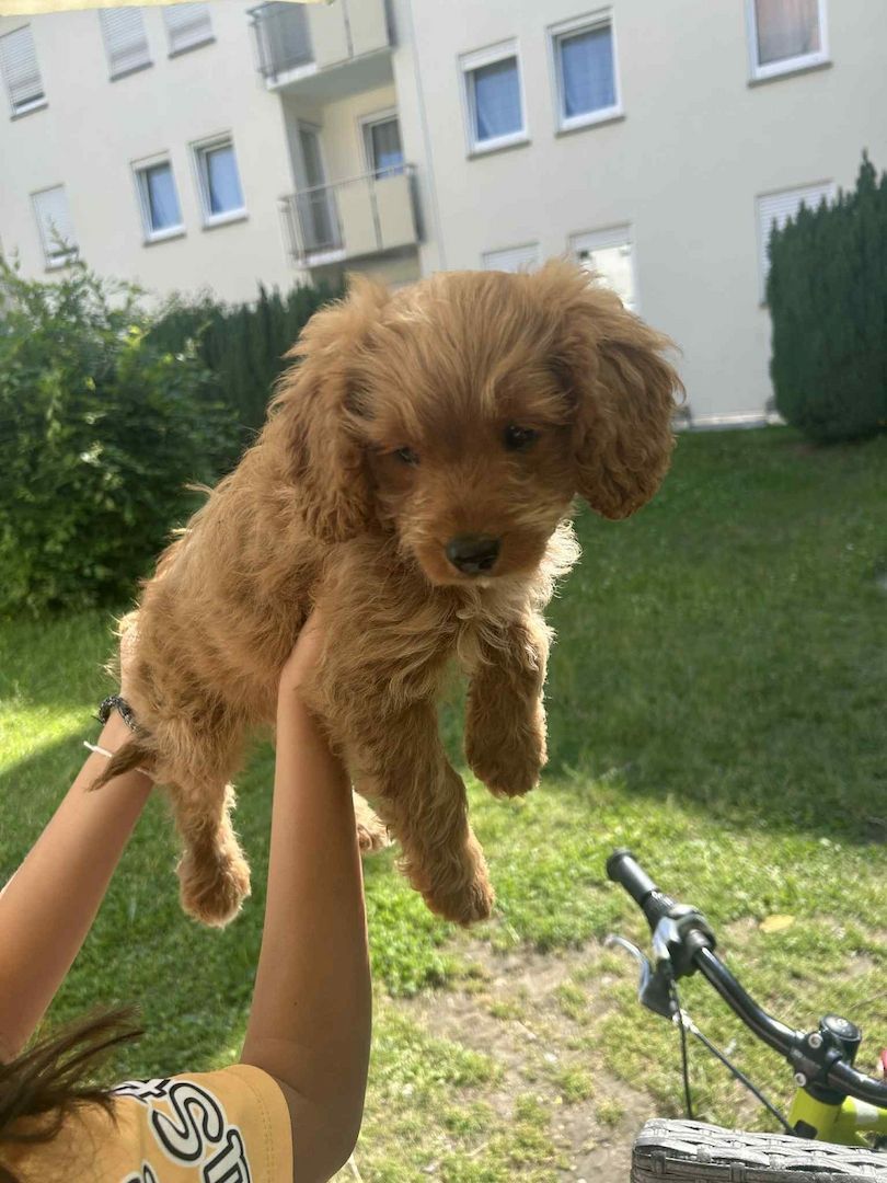Pudel Cavapoo Welpen ,Kleinpudel,Mittlepudel