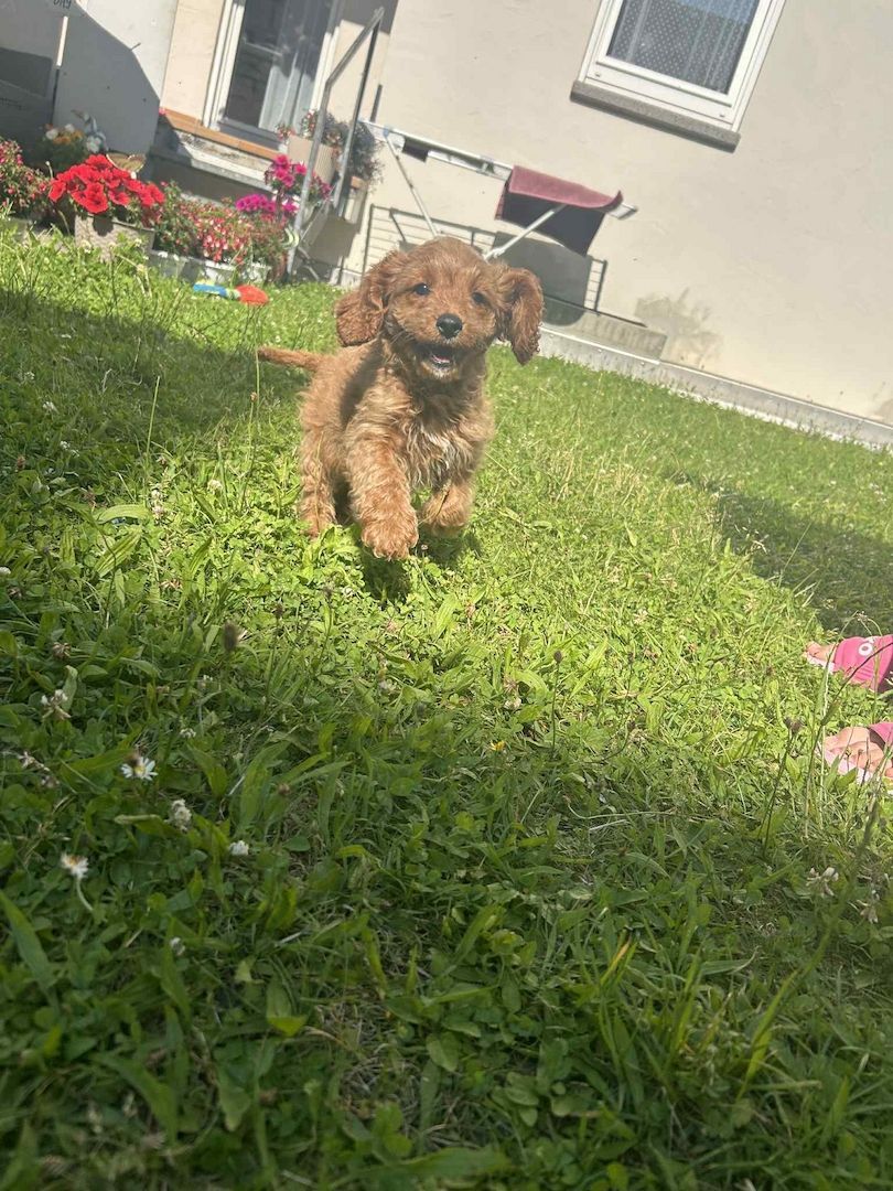 Pudel Cavapoo Welpen ,Kleinpudel,Mittlepudel