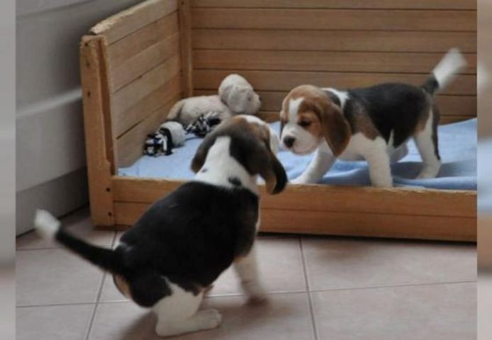 Männliche und weibliche Beagle Welpen