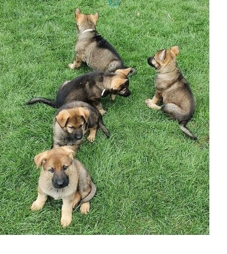 Deutscher Schäferhund welpen