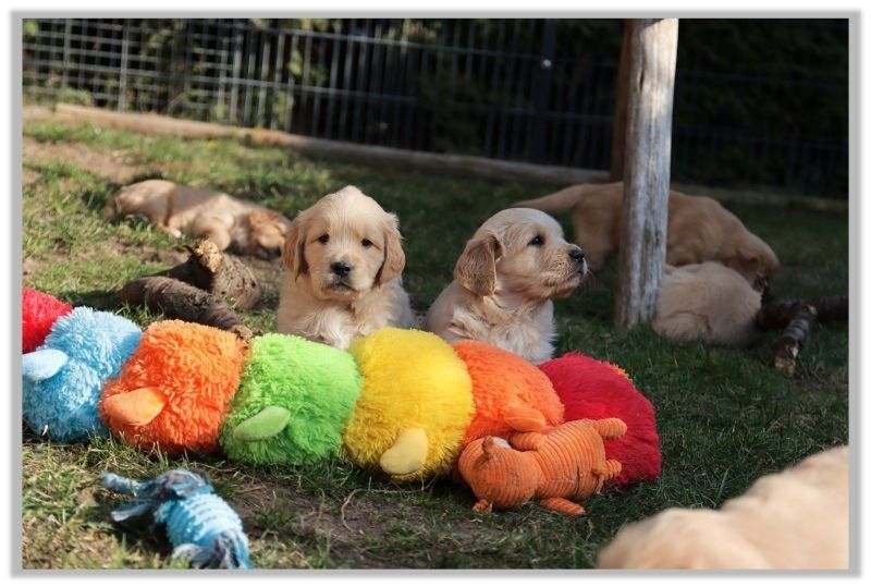 Golden Retriever Welpen vom Berlin Golden Retriever Welpen vom Berlin