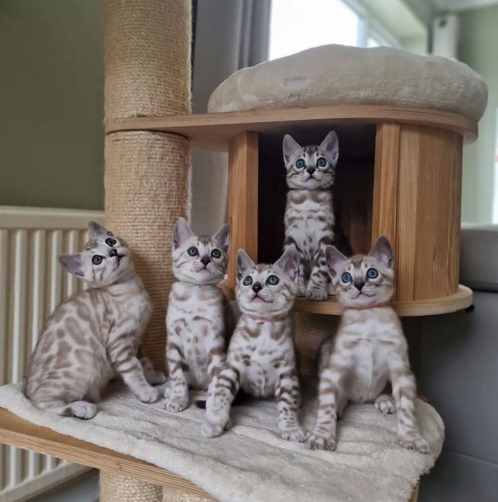 Snow Lynx Bengal kittens Abzugeben Snow Lynx Bengal kittens Abzugeben