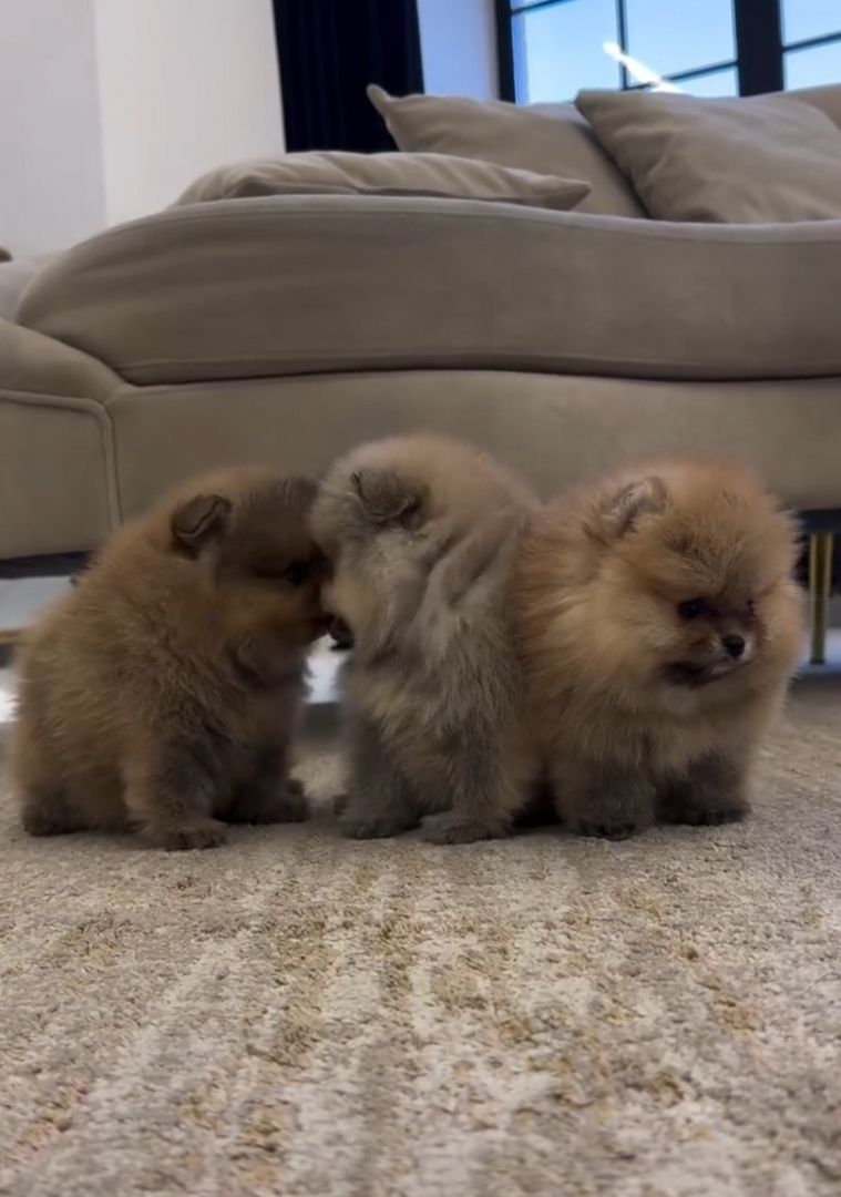 Zwergspitz Pomeranian Welpen zu Verschenken 