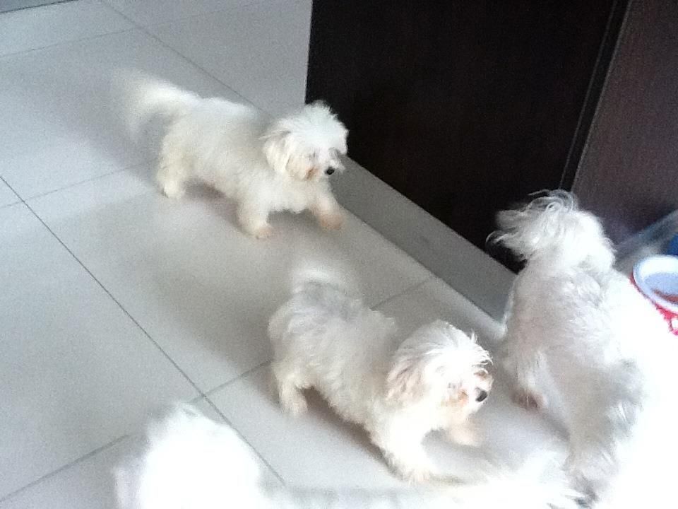 Süße Mini Malteser Welpen-WHATSAPP::+4915510348975