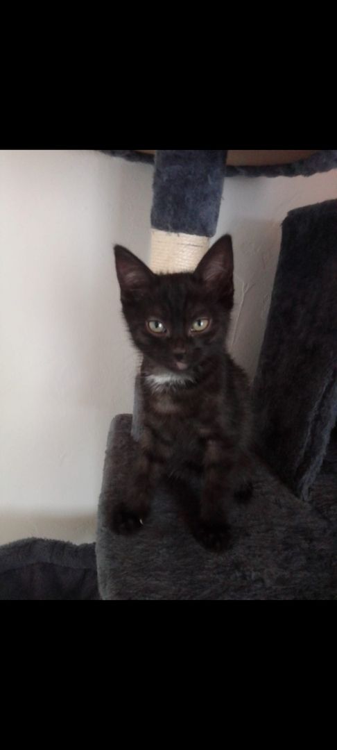 Männliche Baby Katze zu verkaufen