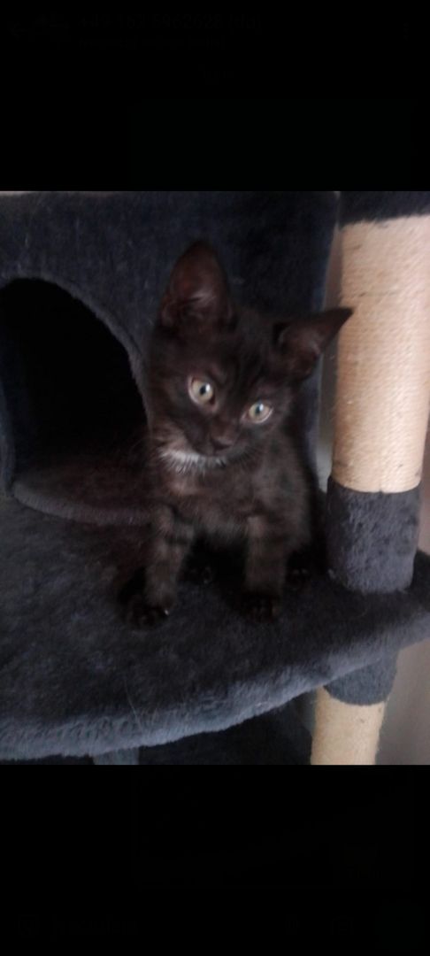 Männliche Baby Katze zu verkaufen