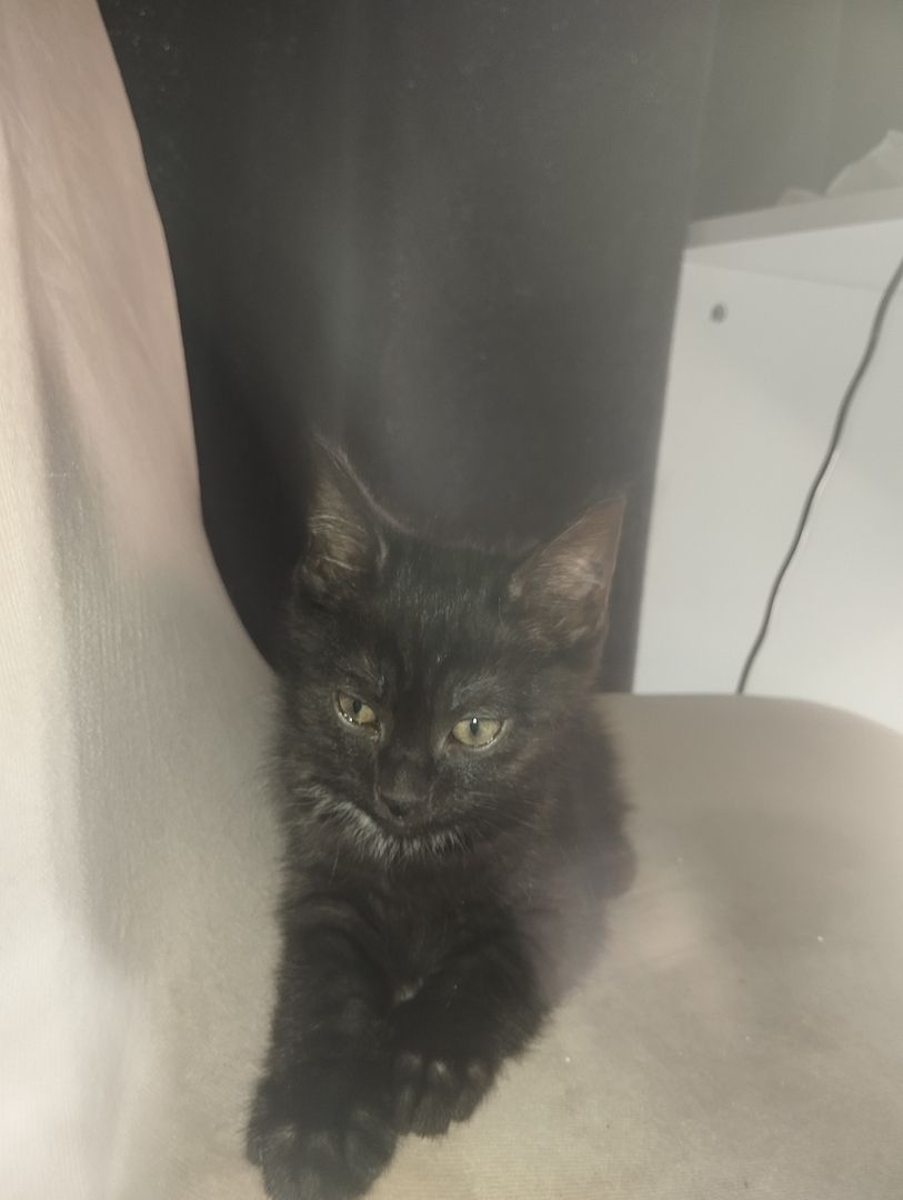 Männliche Baby Katze zu verkaufen