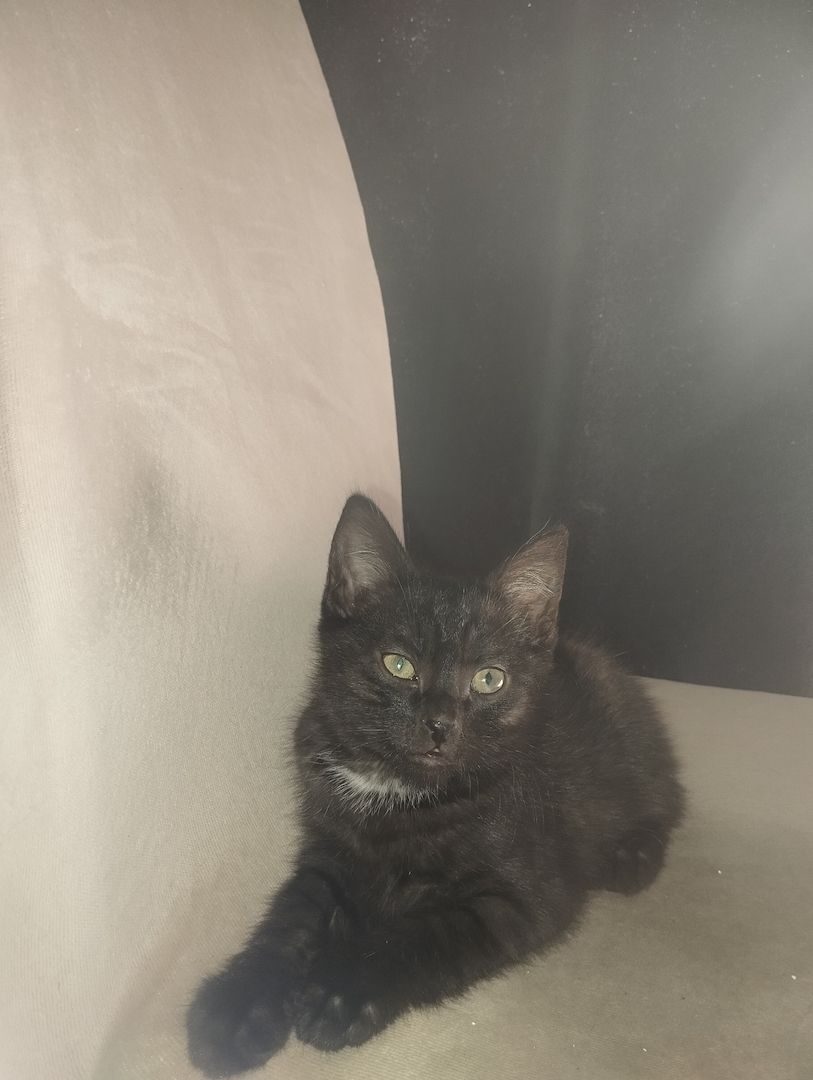 Männliche Baby Katze zu verkaufen