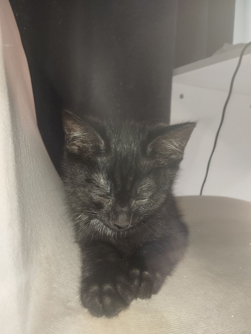 Männliche Baby Katze zu verkaufen