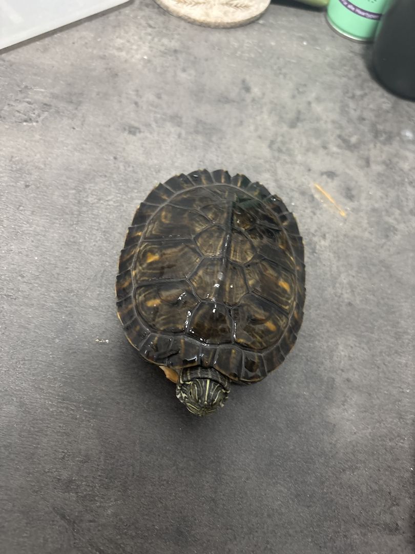 Hieroglyphen Schildkröte