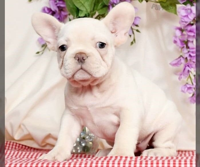 Weiße französische Bulldoggenwelpen bereit Weiße französische Bulldoggenwelpen bereit