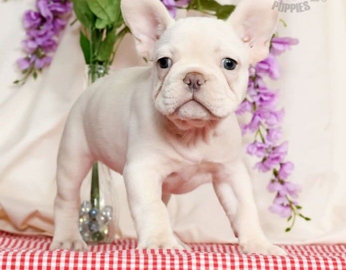 Weiße französische Bulldoggenwelpen bereit Weiße französische Bulldoggenwelpen bereit