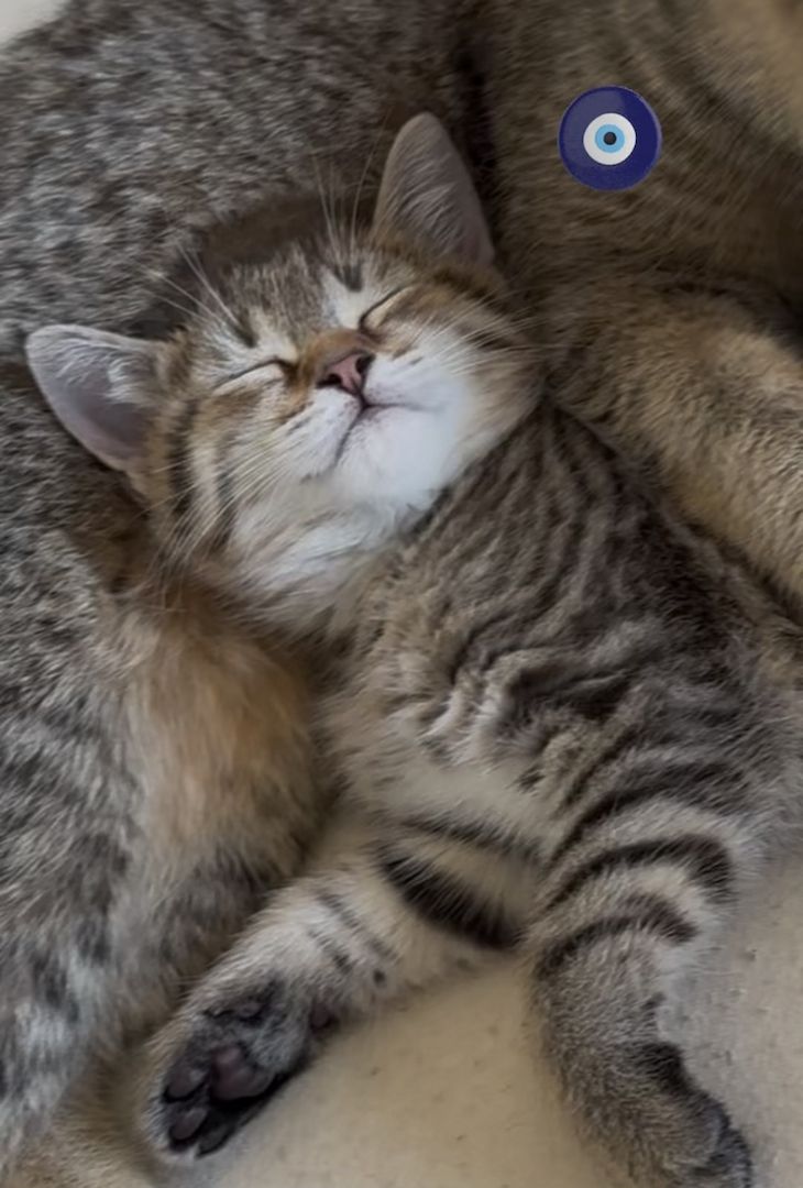 BKH EKH Mix Kätzchen