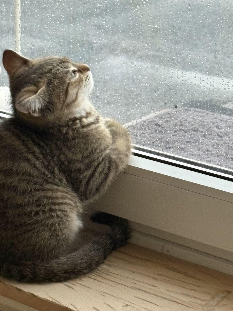 BKH EKH Mix Kätzchen