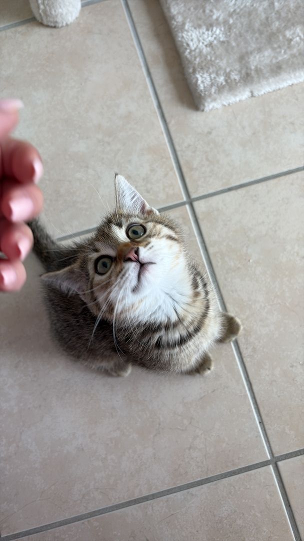 BKH EKH Mix Kätzchen