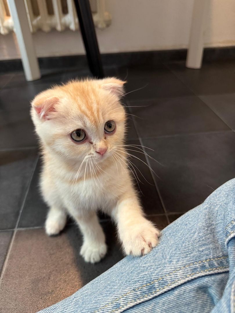 BKH + Scottish Fold Kitten