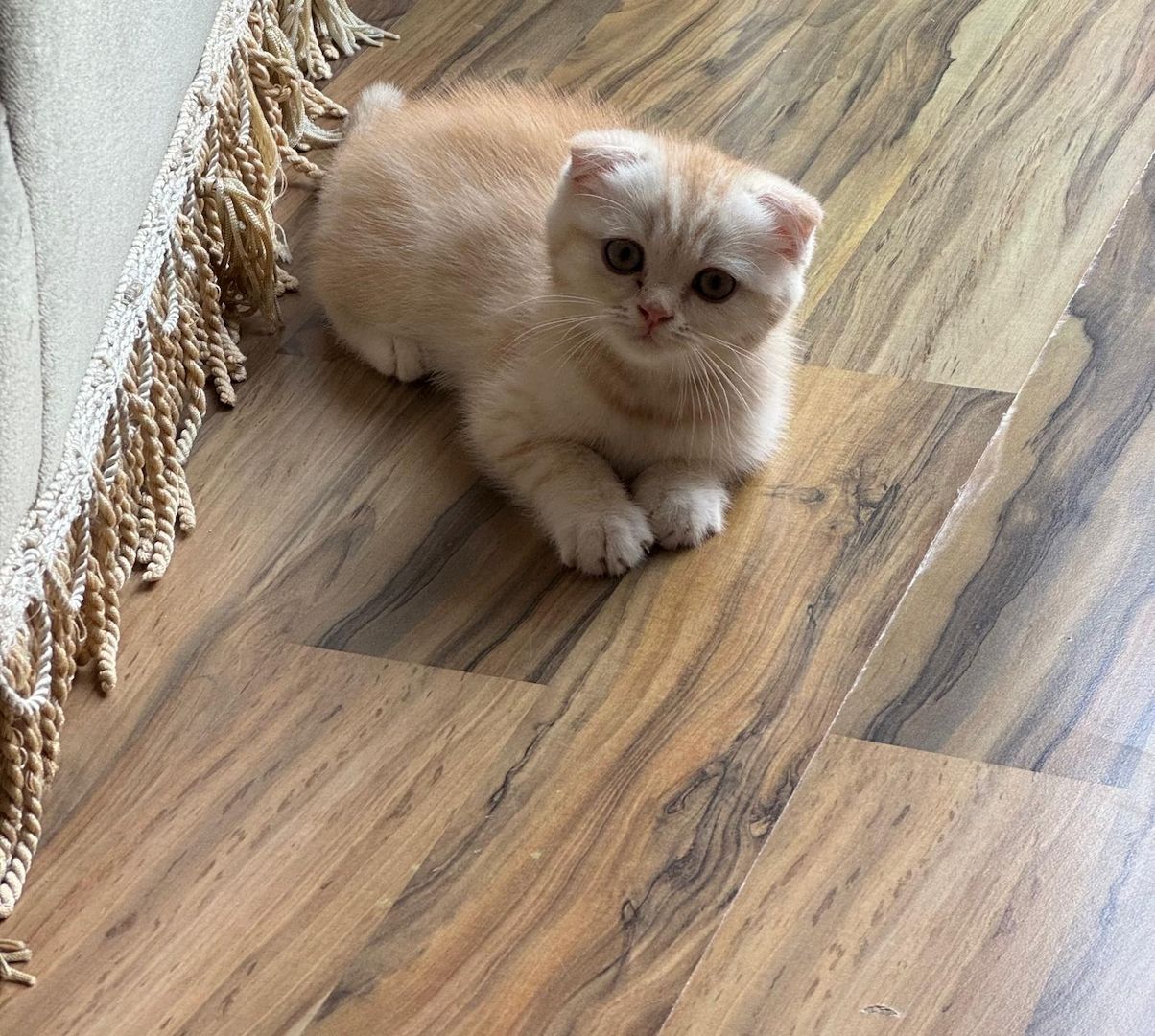 BKH + Scottish Fold Kitten