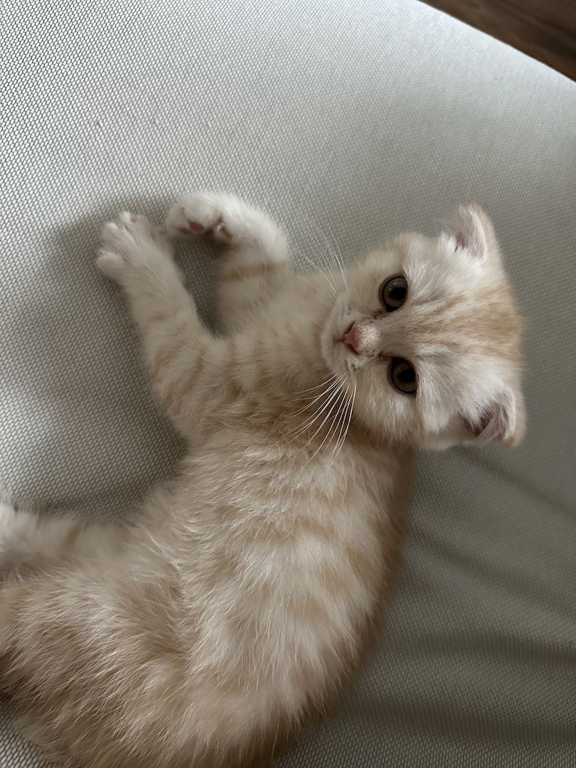 BKH + Scottish Fold Kitten