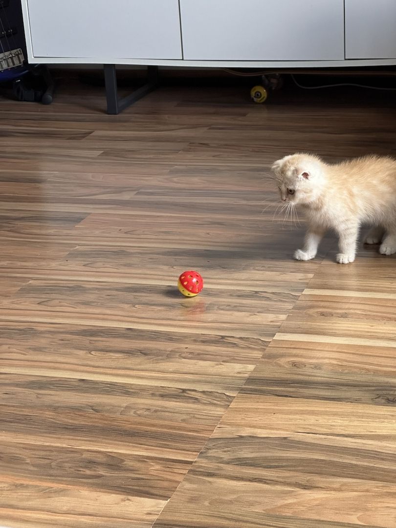 BKH + Scottish Fold Kitten