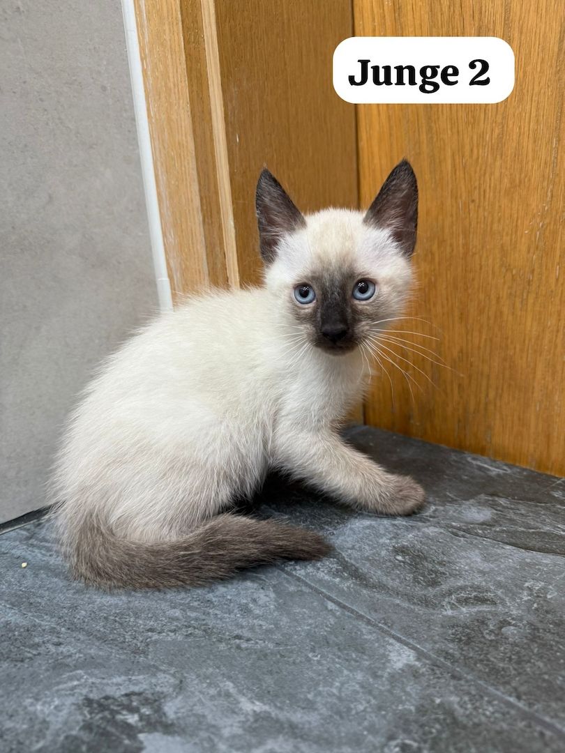 Reinrassige Siam Kitten – zutraulich & verspielt, suchen liebevolles Zuhause