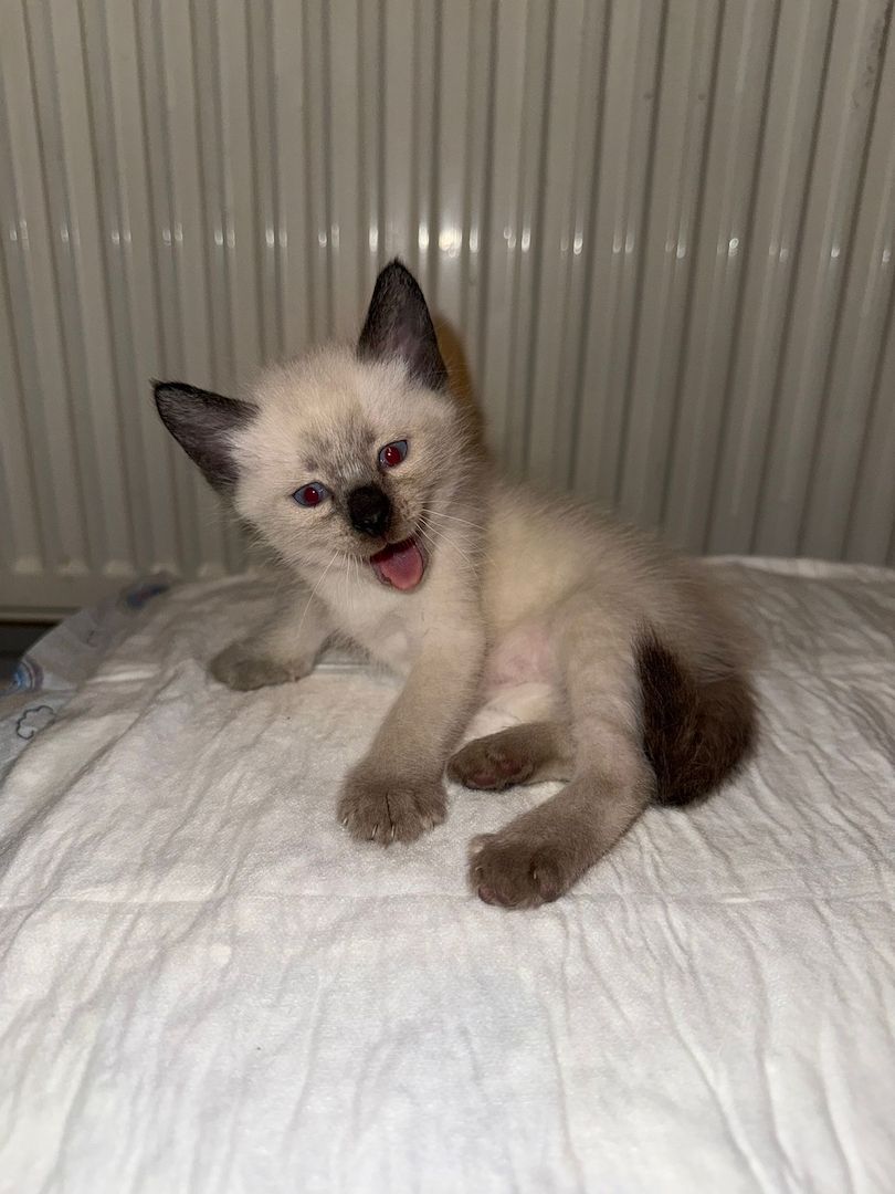 Reinrassige Siam Kitten – zutraulich & verspielt, suchen liebevolles Zuhause