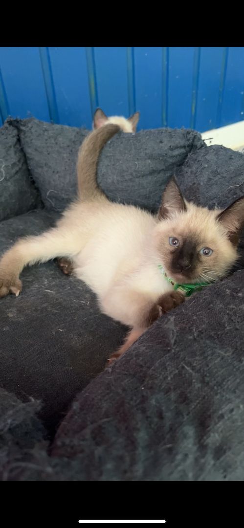 Reinrassige Siam Kitten – zutraulich & verspielt, suchen liebevolles Zuhause