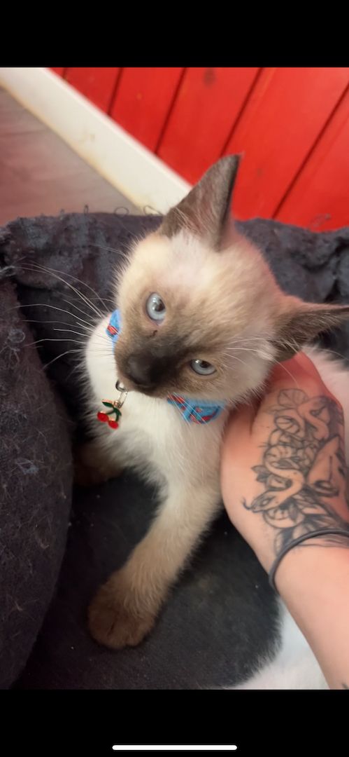 Reinrassige Siam Kitten – zutraulich & verspielt, suchen liebevolles Zuhause