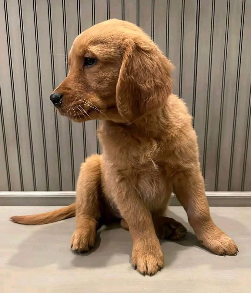 Labrador Retriever Welpen abzugeben.