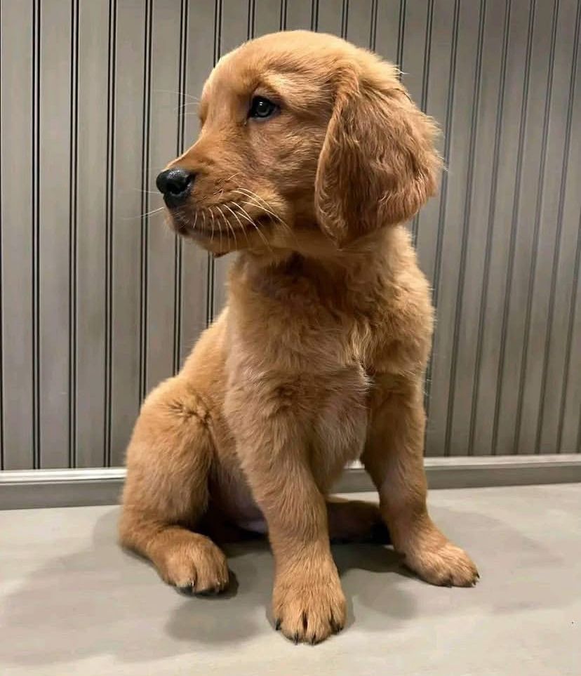 Labrador Retriever Welpen abzugeben.