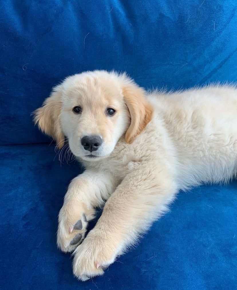 Labrador Retriever Welpen abzugeben.