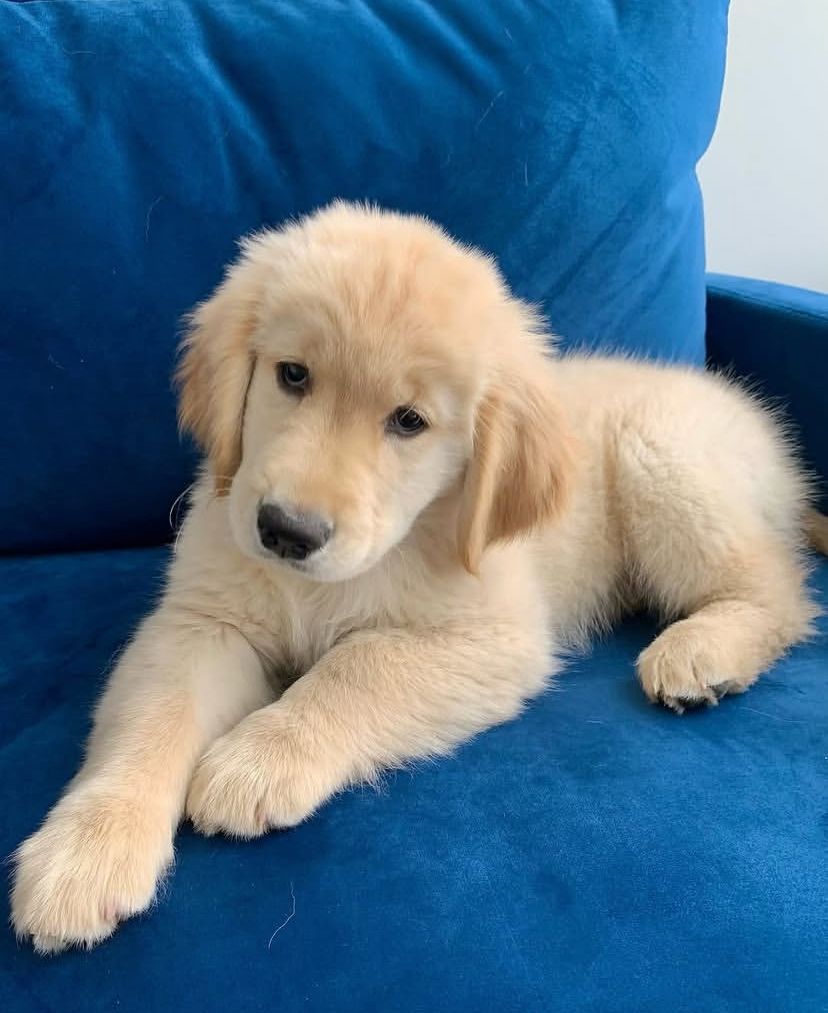 Labrador Retriever Welpen abzugeben.